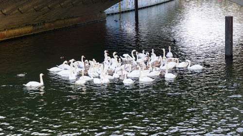 Swans swimming in lake