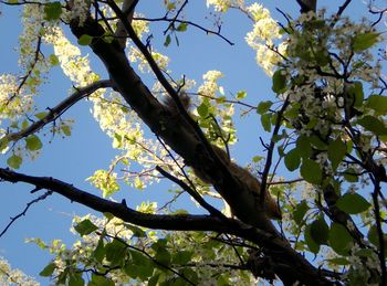 Low angle view of tree against sky