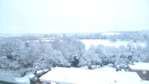 Snow covered trees against clear sky