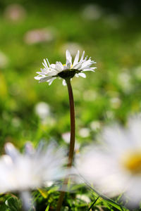 Close-up of white flower blooming outdoors