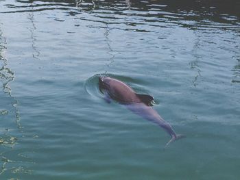 Fish swimming in water