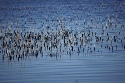 Reflection of trees in water