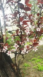 Close-up of cherry blossom tree
