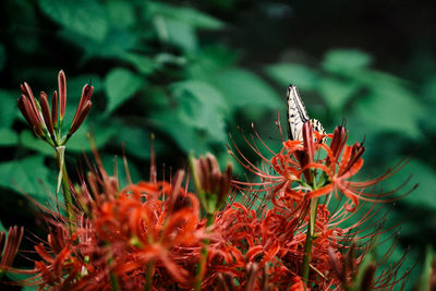 Close-up of red flowering plant