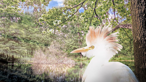 Close-up of white bird on tree