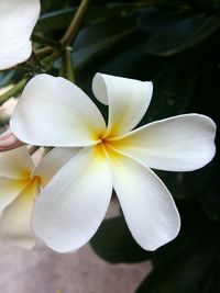 Close-up of white flower