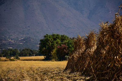 Trees growing on field against sky