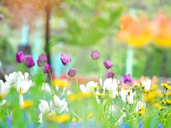 Close-up of purple crocus flowers on field