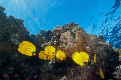 Yellow fish swimming in sea