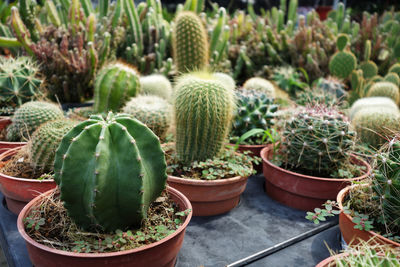 Close-up of cactus plants at greenhouse