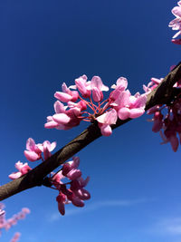 Low angle view of pink flowers blooming on tree