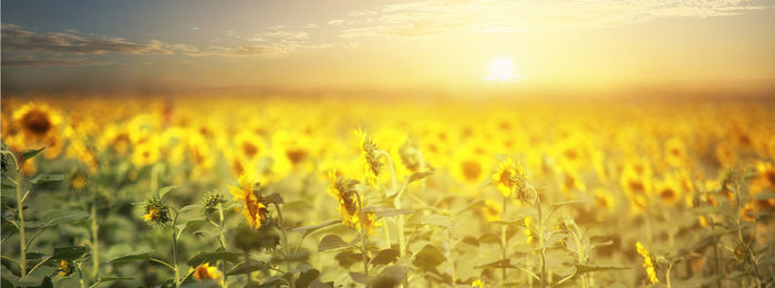 Crops growing on field during sunset