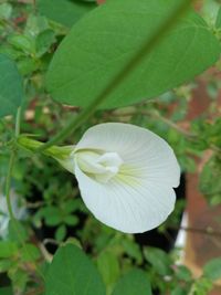 Close-up of white flowering plant