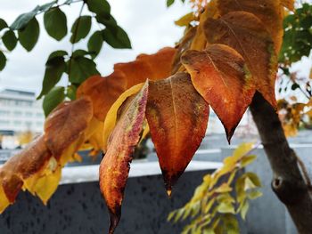 Close-up of orange leaves on plant