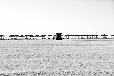 Flock of birds on field against clear sky