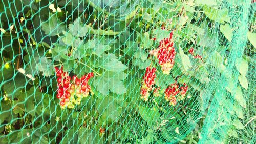 Close up of red flowers