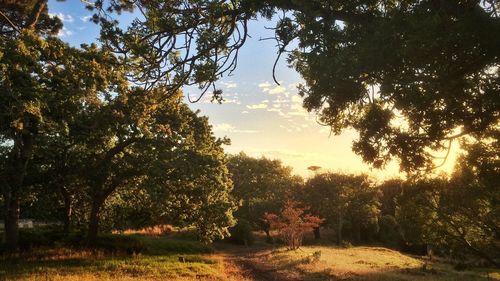 Sun shining through trees