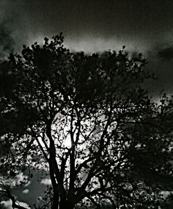 Low angle view of trees against sky