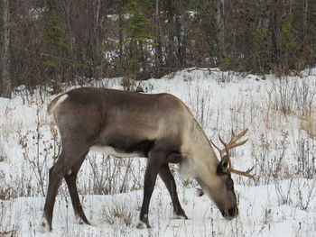 Side view of horse on snow covered land