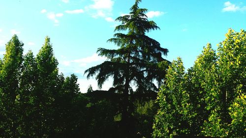 Low angle view of trees against sky