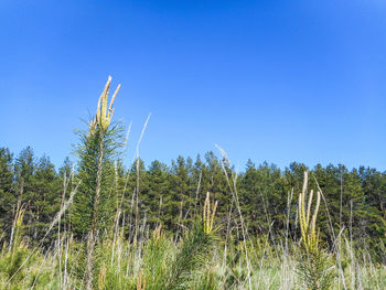 Plants against clear blue sky