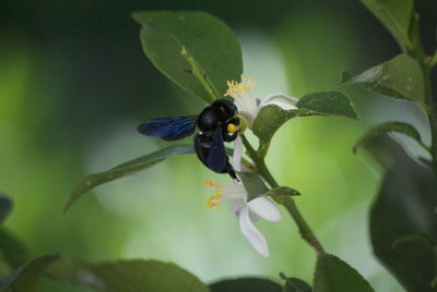 Close-up of insect on leaf