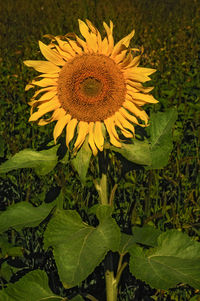 Close-up of sunflower