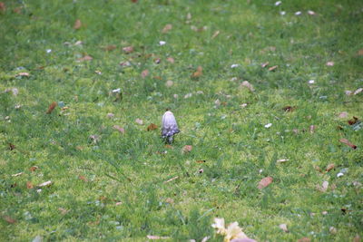 High angle view of a rabbit on field