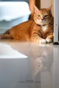 Close-up portrait of a cat