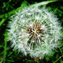 Close-up of dandelion