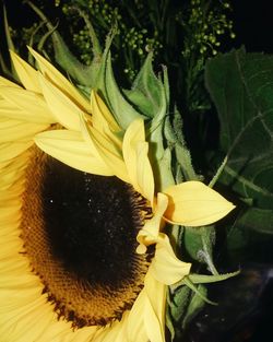 Close-up of yellow flower