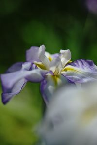 Close-up of white flowering plant