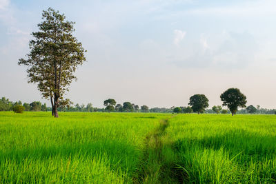 Scenic view of agricultural field against sky