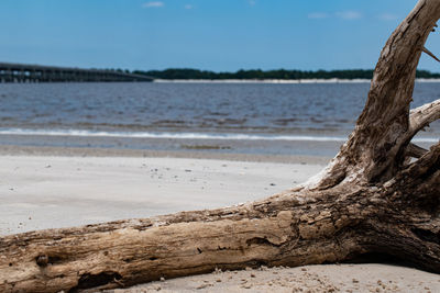 Driftwood on beach against sky