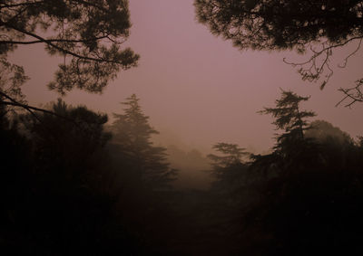 Silhouette of trees in forest during foggy weather