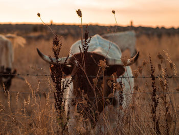 View of horse on field during sunset