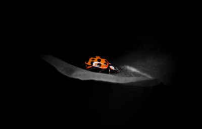 invertebrate