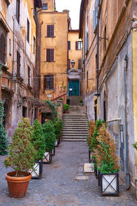 Potted plants on alley amidst residential buildings