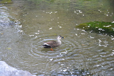 High angle view of duck swimming in lake