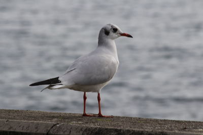 Close-up of seagull perching on water