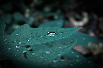 Close-up of water drops on leaves during rainy season