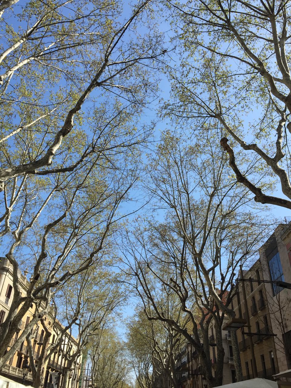 low angle view, tree, branch, building exterior, architecture, built structure, growth, bare tree, day, tree trunk, sunlight, outdoors, sky, no people, nature, clear sky, building, city, directly below, tall - high