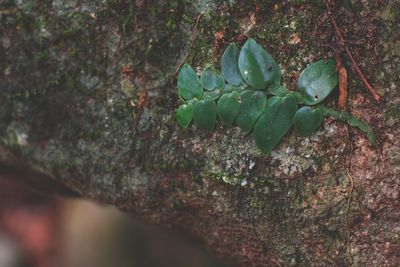 Close-up of fresh green plants