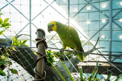 Colorful parrot sitting on the tree branch in the indoor rainforest dome