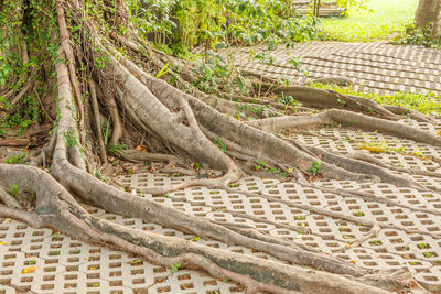 High angle view of tree roots in forest