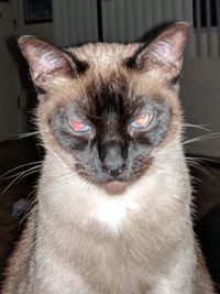 Close-up portrait of cat sitting at home