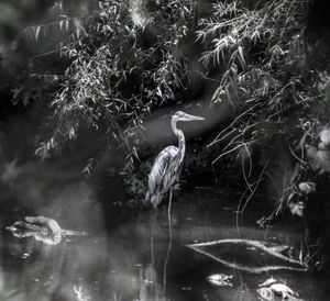 High angle view of bird in water