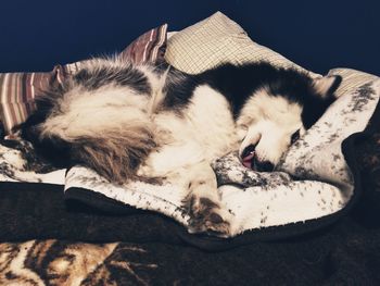 Dog sleeping on bed