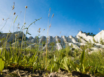 Plants growing on field against sky