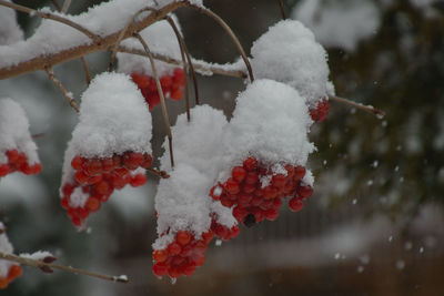 Close-up of frozen tree, red berries with snow hood